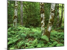 Red Alder, Mt. Rainier National Park, Washington, USA-Rob Tilley-Mounted Photographic Print