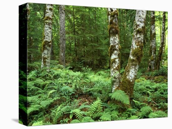 Red Alder, Mt. Rainier National Park, Washington, USA-Rob Tilley-Stretched Canvas