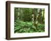 Red Alder, Mt. Rainier National Park, Washington, USA-Rob Tilley-Framed Photographic Print