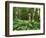 Red Alder, Mt. Rainier National Park, Washington, USA-Rob Tilley-Framed Photographic Print