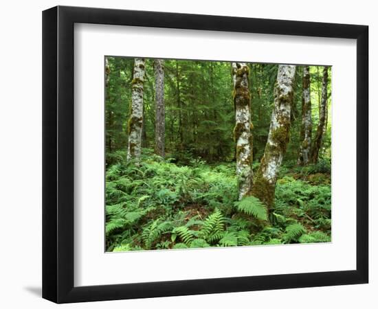Red Alder, Mt. Rainier National Park, Washington, USA-Rob Tilley-Framed Photographic Print