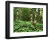 Red Alder, Mt. Rainier National Park, Washington, USA-Rob Tilley-Framed Photographic Print