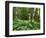 Red Alder, Mt. Rainier National Park, Washington, USA-Rob Tilley-Framed Photographic Print