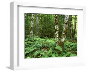 Red Alder, Mt. Rainier National Park, Washington, USA-Rob Tilley-Framed Photographic Print