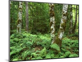 Red Alder, Mt. Rainier National Park, Washington, USA-Rob Tilley-Mounted Photographic Print