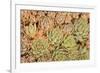 Red Aloe Succulent Plants, Old Town, San Diego, California-Stuart Westmorland-Framed Photographic Print