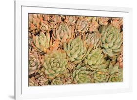 Red Aloe Succulent Plants, Old Town, San Diego, California-Stuart Westmorland-Framed Photographic Print