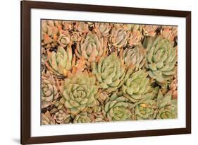 Red Aloe Succulent Plants, Old Town, San Diego, California-Stuart Westmorland-Framed Photographic Print