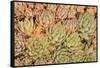 Red Aloe Succulent Plants, Old Town, San Diego, California-Stuart Westmorland-Framed Stretched Canvas