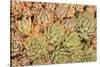 Red Aloe Succulent Plants, Old Town, San Diego, California-Stuart Westmorland-Stretched Canvas