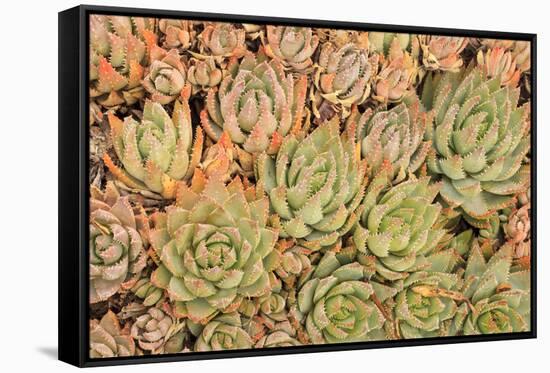 Red Aloe Succulent Plants, Old Town, San Diego, California-Stuart Westmorland-Framed Stretched Canvas