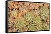 Red Aloe Succulent Plants, Old Town, San Diego, California-Stuart Westmorland-Framed Stretched Canvas