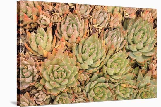 Red Aloe Succulent Plants, Old Town, San Diego, California-Stuart Westmorland-Stretched Canvas