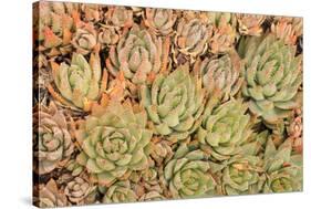Red Aloe Succulent Plants, Old Town, San Diego, California-Stuart Westmorland-Stretched Canvas