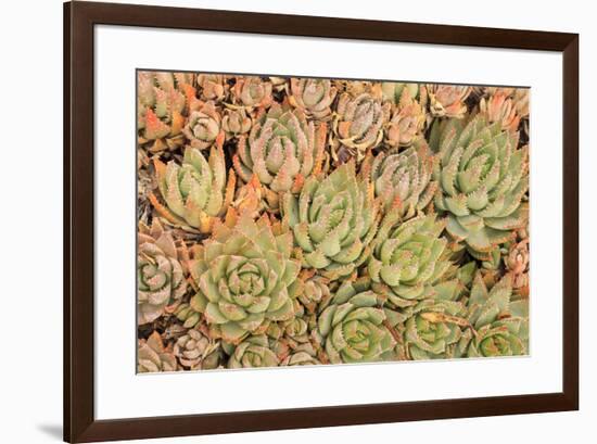 Red Aloe Succulent Plants, Old Town, San Diego, California-Stuart Westmorland-Framed Premium Photographic Print