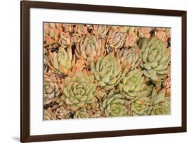 Red Aloe Succulent Plants, Old Town, San Diego, California-Stuart Westmorland-Framed Premium Photographic Print