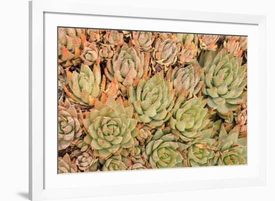 Red Aloe Succulent Plants, Old Town, San Diego, California-Stuart Westmorland-Framed Premium Photographic Print