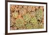 Red Aloe Succulent Plants, Old Town, San Diego, California-Stuart Westmorland-Framed Premium Photographic Print