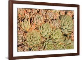 Red Aloe Succulent Plants, Old Town, San Diego, California-Stuart Westmorland-Framed Premium Photographic Print