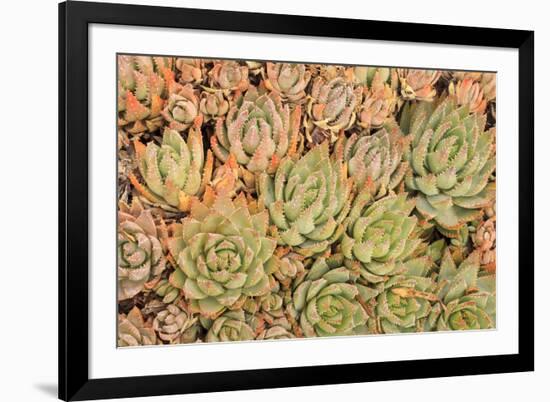 Red Aloe Succulent Plants, Old Town, San Diego, California-Stuart Westmorland-Framed Premium Photographic Print