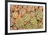 Red Aloe Succulent Plants, Old Town, San Diego, California-Stuart Westmorland-Framed Premium Photographic Print