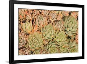 Red Aloe Succulent Plants, Old Town, San Diego, California-Stuart Westmorland-Framed Premium Photographic Print