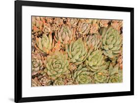 Red Aloe Succulent Plants, Old Town, San Diego, California-Stuart Westmorland-Framed Premium Photographic Print