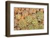 Red Aloe Succulent Plants, Old Town, San Diego, California-Stuart Westmorland-Framed Photographic Print