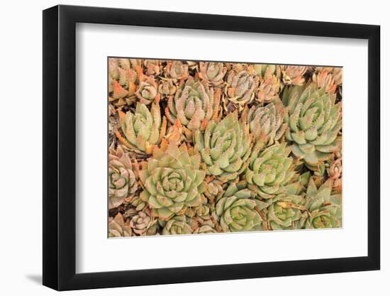 Red Aloe Succulent Plants, Old Town, San Diego, California-Stuart Westmorland-Framed Photographic Print