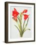 Red Amarylis-Sally Crosthwaite-Framed Giclee Print