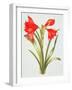 Red Amarylis-Sally Crosthwaite-Framed Giclee Print