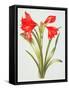 Red Amarylis-Sally Crosthwaite-Framed Stretched Canvas