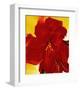 Red Amaryllis, 1937-Georgia O'Keeffe-Framed Art Print