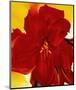 Red Amaryllis, 1937-Georgia O'Keeffe-Mounted Art Print