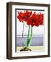 Red Amaryllis 2-Christopher Ryland-Framed Giclee Print