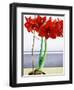 Red Amaryllis 2-Christopher Ryland-Framed Giclee Print