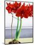 Red Amaryllis 2-Christopher Ryland-Mounted Giclee Print