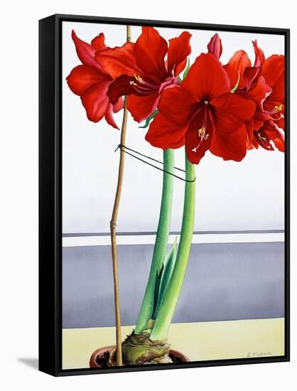 Red Amaryllis 2-Christopher Ryland-Framed Stretched Canvas