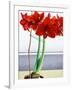 Red Amaryllis 2-Christopher Ryland-Framed Giclee Print