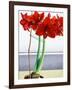 Red Amaryllis 2-Christopher Ryland-Framed Giclee Print