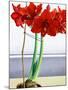 Red Amaryllis 2-Christopher Ryland-Mounted Giclee Print