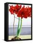 Red Amaryllis 2-Christopher Ryland-Framed Stretched Canvas