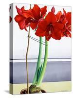 Red Amaryllis 2-Christopher Ryland-Stretched Canvas