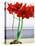 Red Amaryllis 2-Christopher Ryland-Stretched Canvas