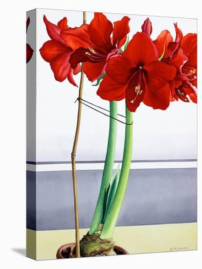 Red Amaryllis 2-Christopher Ryland-Stretched Canvas