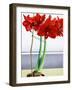 Red Amaryllis 2-Christopher Ryland-Framed Giclee Print