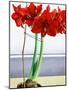 Red Amaryllis 2-Christopher Ryland-Mounted Giclee Print