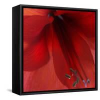 Red Amaryllis Abstract-Anna Miller-Framed Stretched Canvas