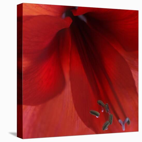 Red Amaryllis Abstract-Anna Miller-Stretched Canvas