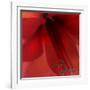 Red Amaryllis Abstract-Anna Miller-Framed Photographic Print